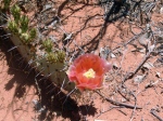 cactusflower